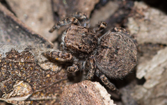 Maratus vespertilio