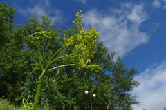Pastinaca sativa sylvestris