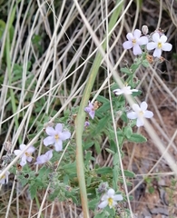 Chaenostoma caeruleum