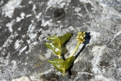 Potamogeton perfoliatus