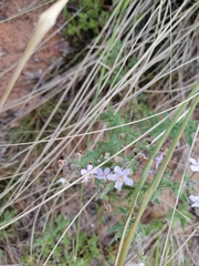 Chaenostoma caeruleum
