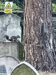 Sciurus carolinensis