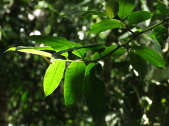 Burmeistera succulenta