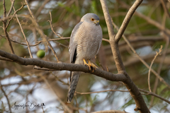 Accipiter badius