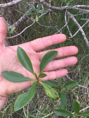 Myoporum insulare
