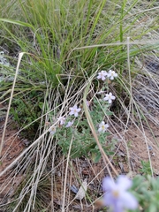 Chaenostoma caeruleum