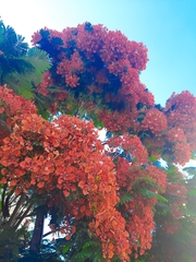 Delonix regia regia