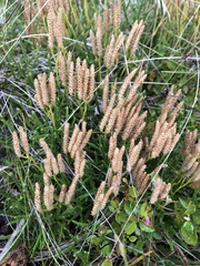 Lycopodiaceae