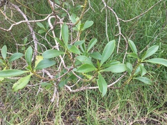 Myoporum insulare