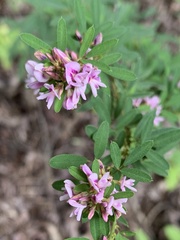 Lespedeza virginica
