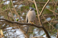 Accipiter badius