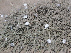 Convolvulus caput-medusae