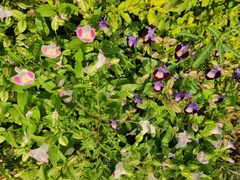 Torenia fournieri