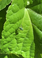 Condylostylus caudatus