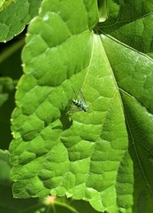 Condylostylus caudatus