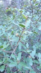 Quercus coccifera