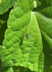 Condylostylus caudatus