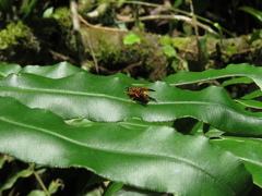 Eristalini