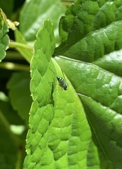 Condylostylus caudatus