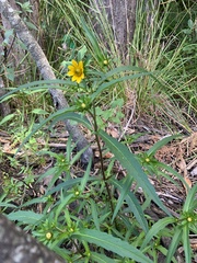 Bidens polylepis