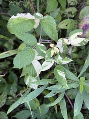 Rubus