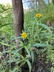 Bidens polylepis