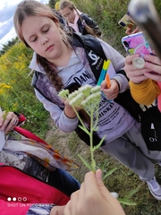 Achillea millefolium