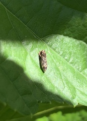 Endothenia