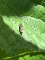Endothenia