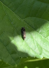 Endothenia