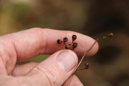 Image of Eucalyptus crebra by (c) Greg Tasney, some rights reserved (CC BY-SA)
