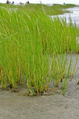 Sporobolus anglicus