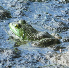 Lithobates catesbeianus