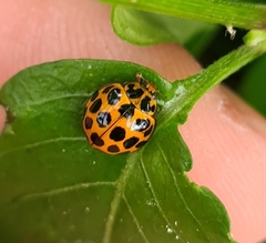 Harmonia conformis