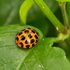 Harmonia conformis