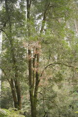 Nothofagus cunninghamii