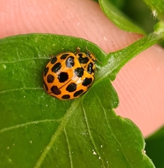 Harmonia conformis