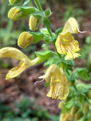 Salvia glutinosa