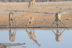 Giraffa camelopardalis angolensis