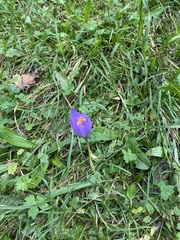 Crocus nudiflorus