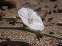 Convolvulus caput-medusae