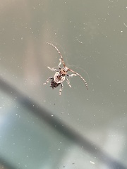 Pogonocherus hispidus