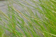 Sporobolus anglicus