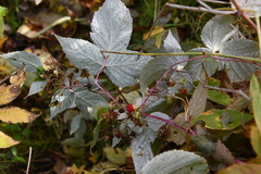 Rubus sachalinensis