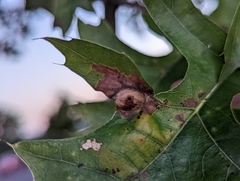 Dryocosmus quercusnotha