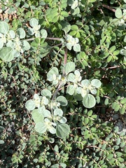 Tidestromia lanuginosa