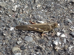 Anacridium aegyptium