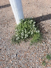 Tidestromia lanuginosa