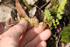 Cheilanthes distans