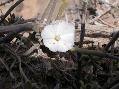 Convolvulus caput-medusae